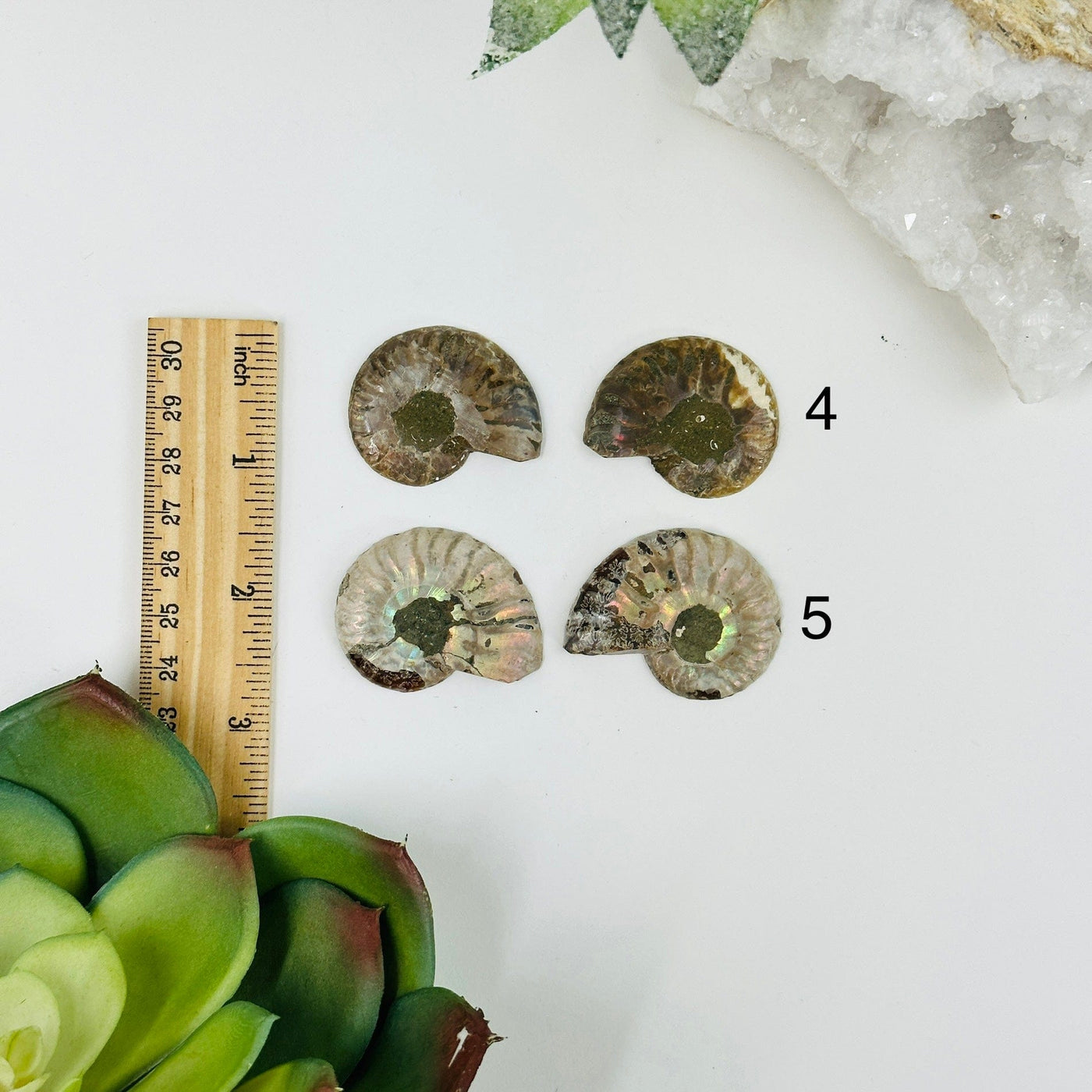 2 ammonite pairs next to a ruler for size reference
