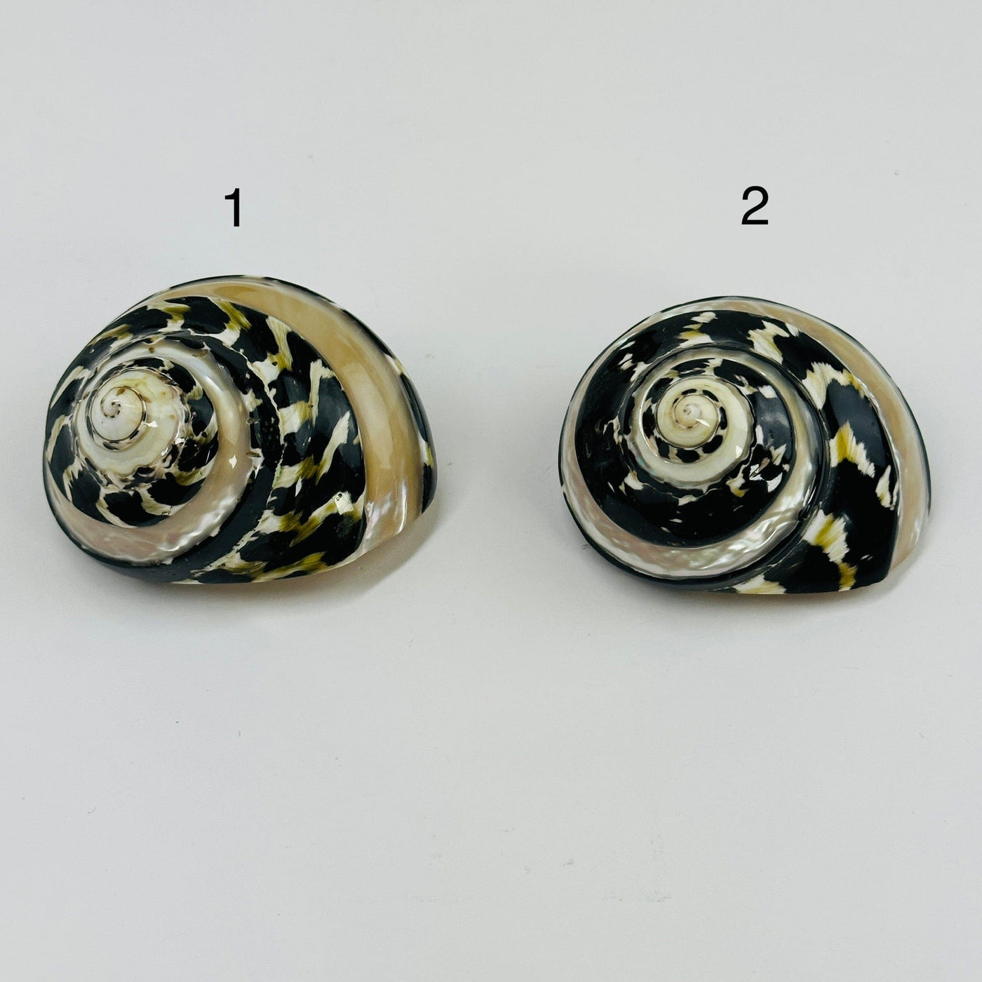 Cittarium Pica Polished Snail Shells on white background