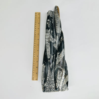 orthoceras tower next to a ruler for size reference