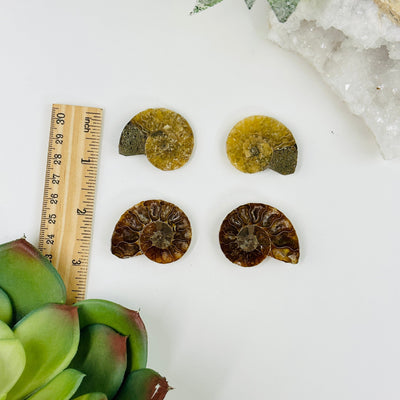 backside of 2 ammonite pairs next to a ruler for size reference