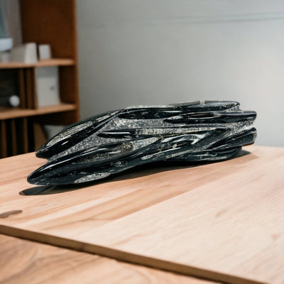 large orthoceras on a table