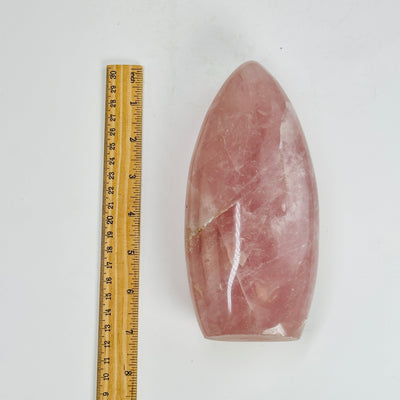 rose quartz polished cutbase next to a ruler for size reference