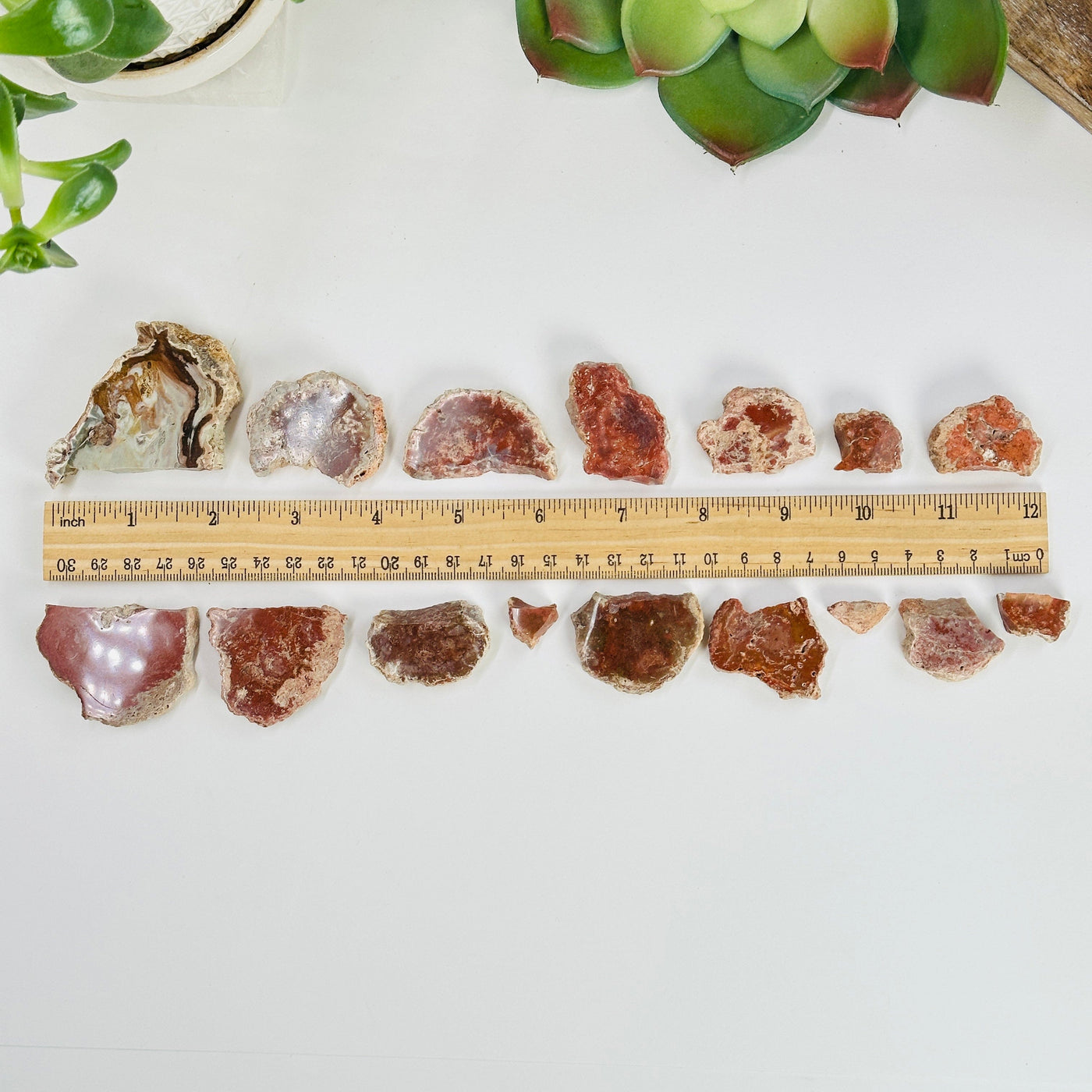 petrified wood pieces next to a ruler for size reference