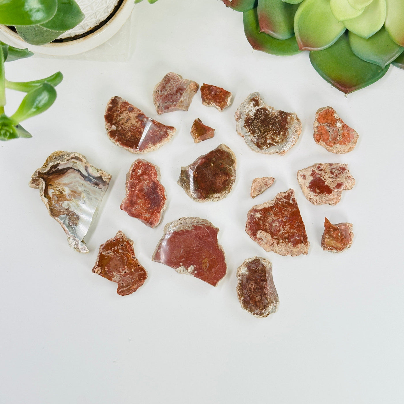 top view of petrified wood pieces with decorations in the background