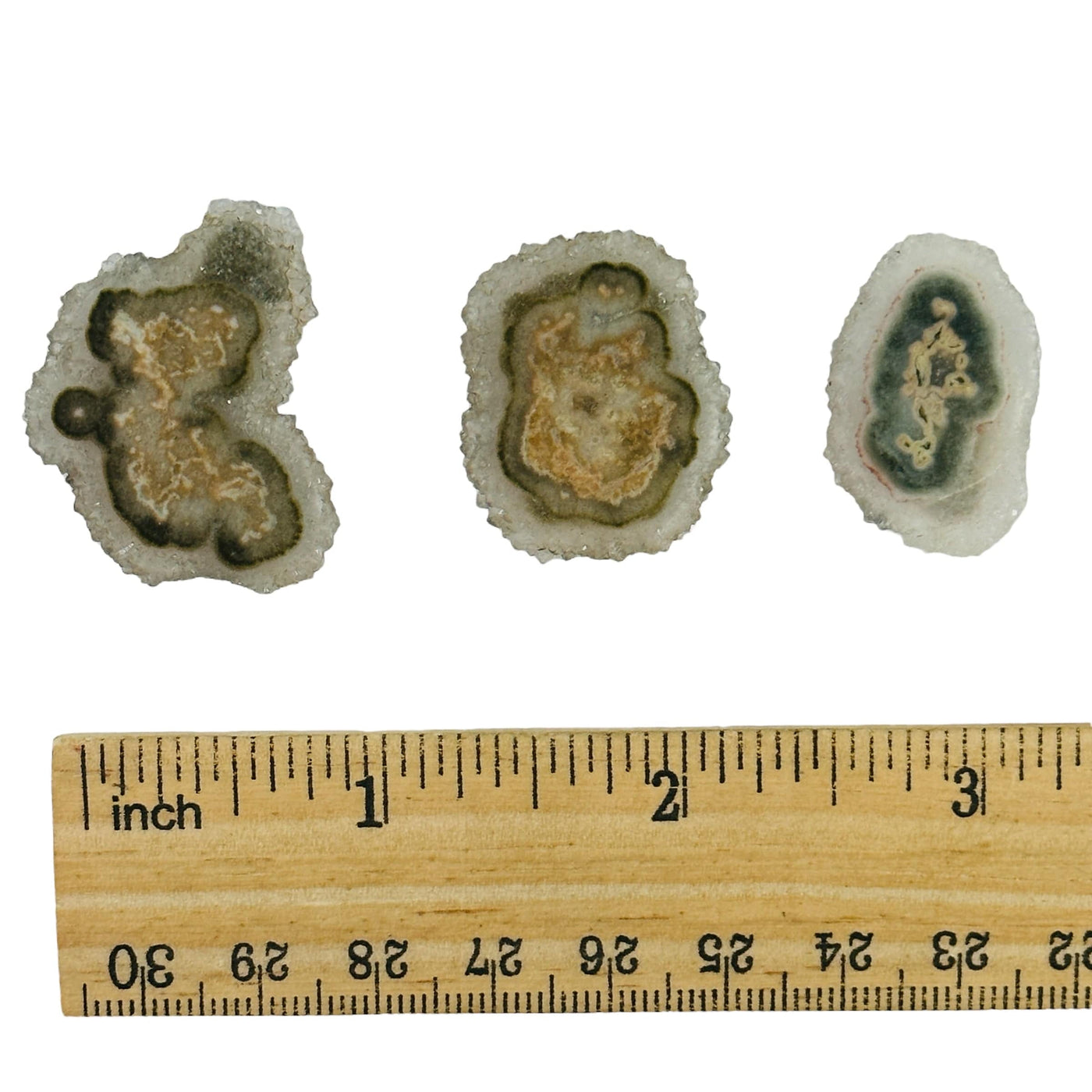 stalactite slices next to a ruler for size reference