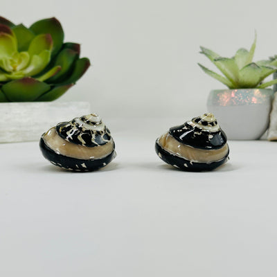 back view of Cittarium Pica Polished Snail Shells with decorations in the background