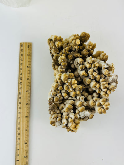 Calcite stalactite next to a ruler for size reference