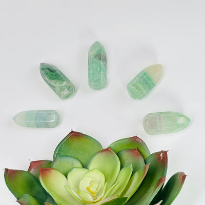 5 fluorite massage points with a plant