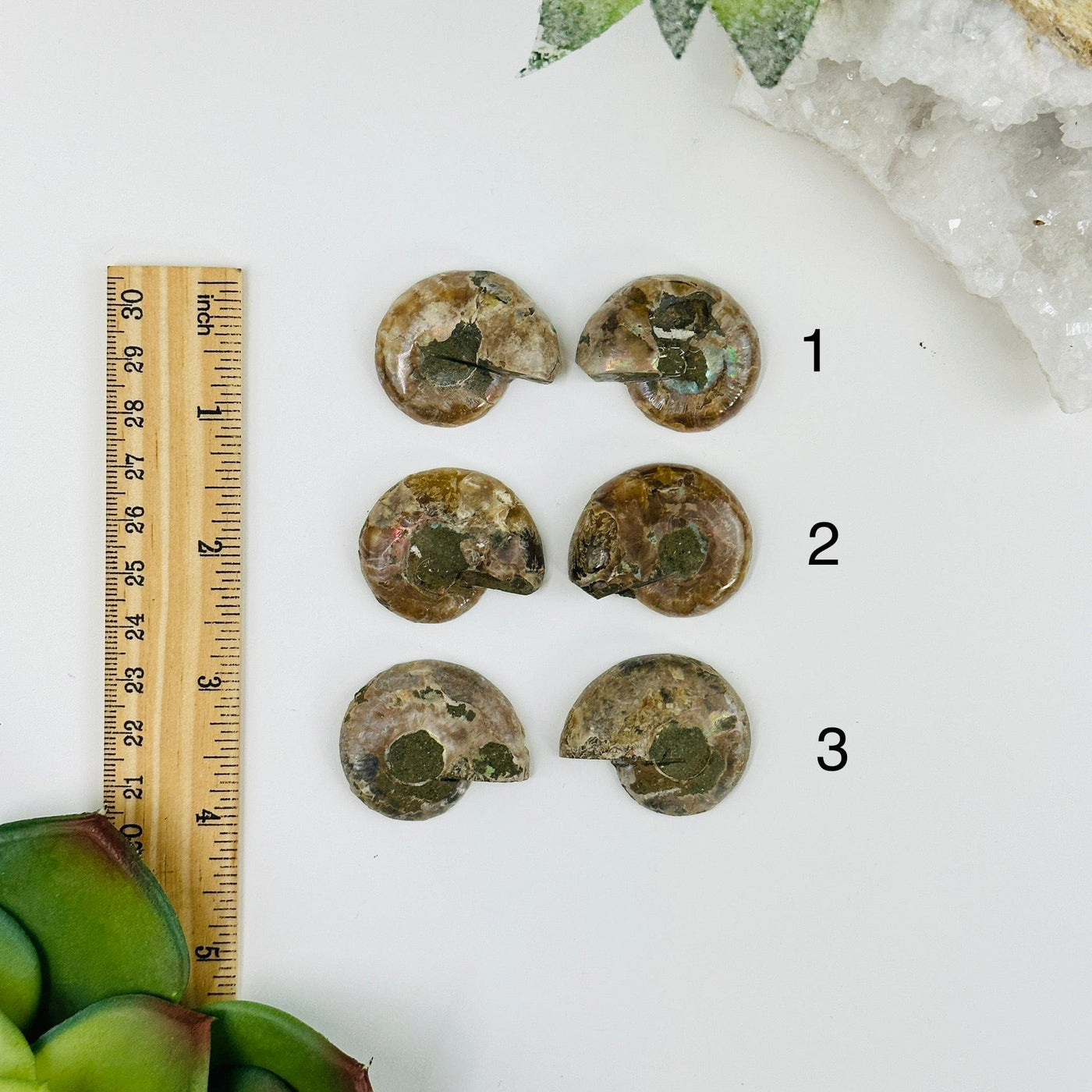 3 ammonite pairs next to a ruler for size reference