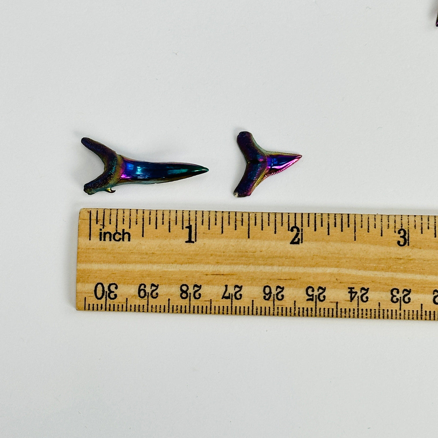 mystic green and purple titanium coated shark teeth next to a ruler for size reference