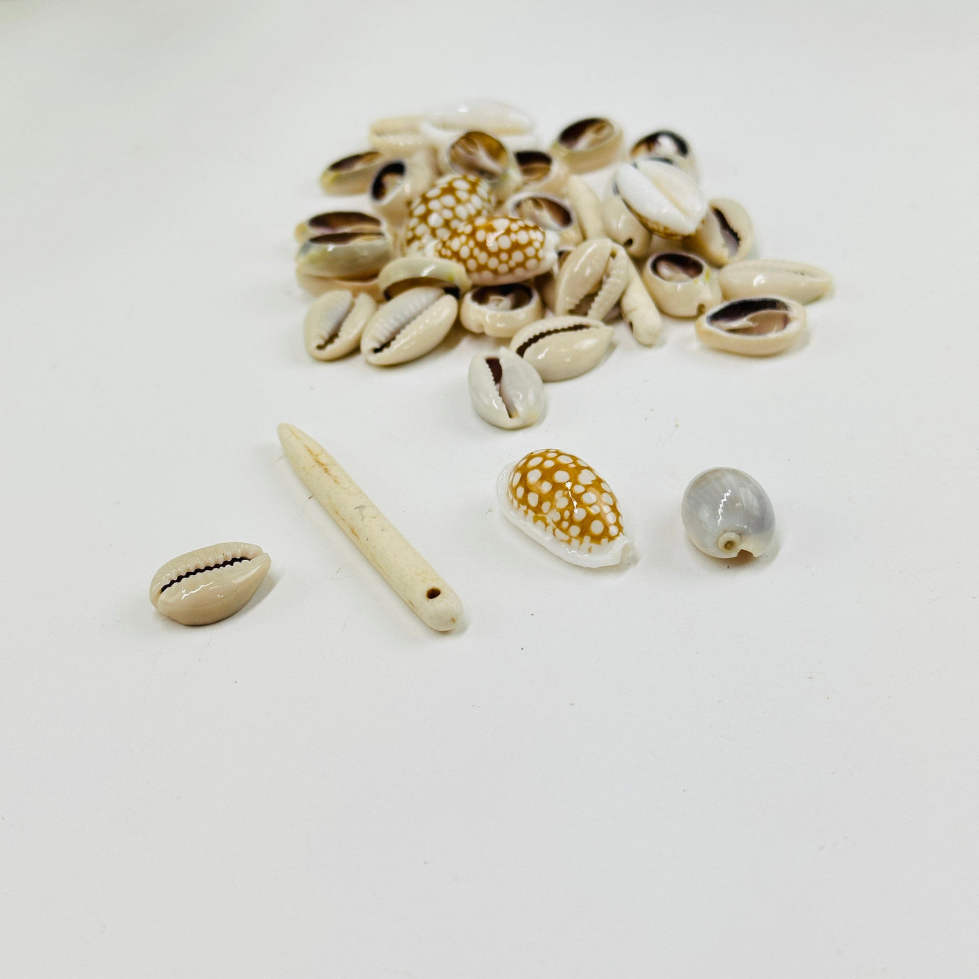 pile of shells in the background with 4 different types of shells in the front on white background