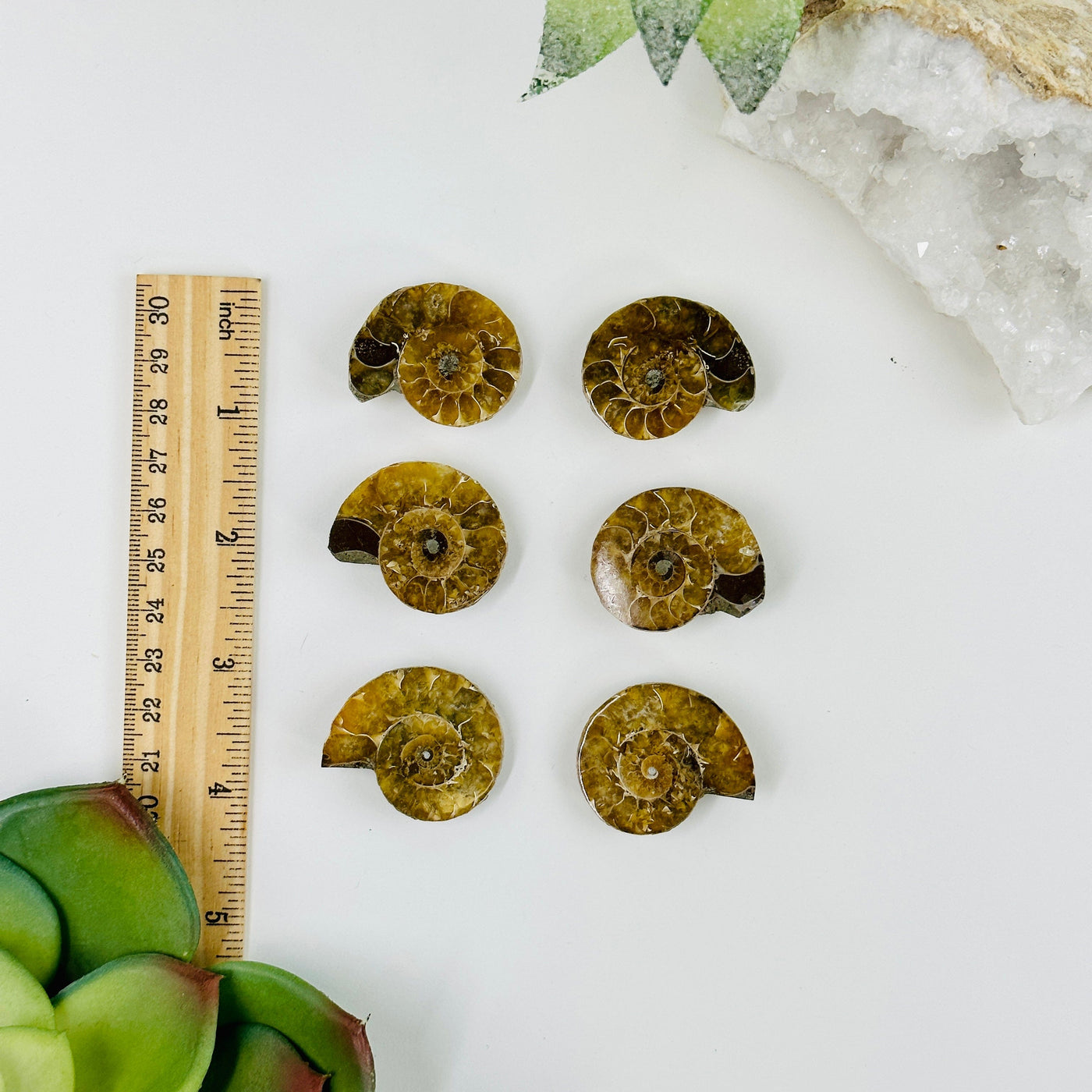 backside of 3 ammonite pairs next to a ruler for size reference