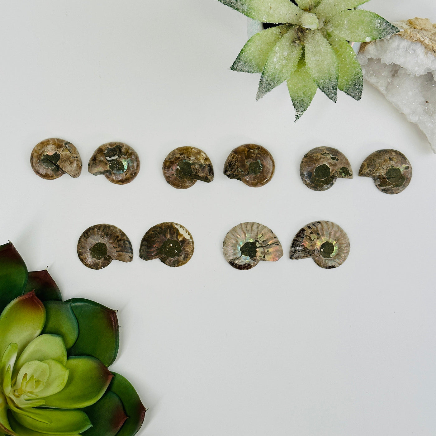 Ammonite Pairs next to each other with decorations in the background