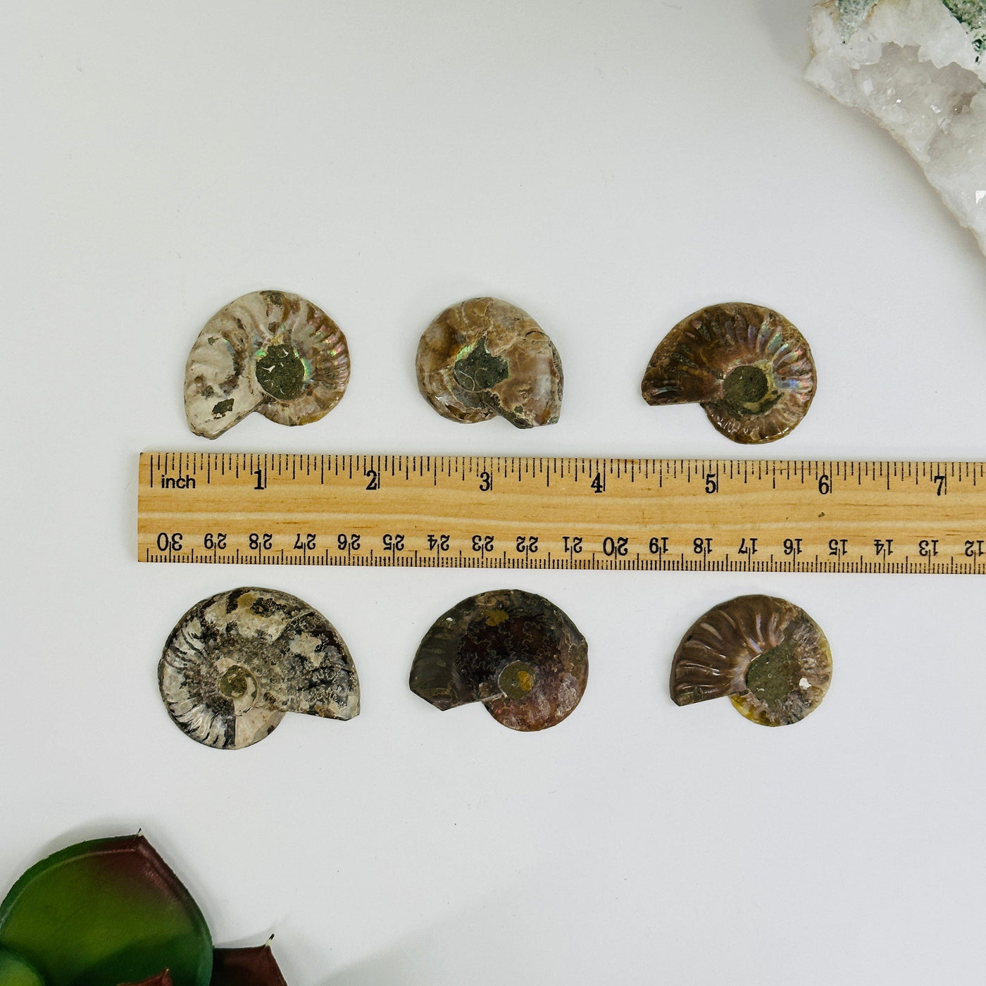 Ammonite slices next to a ruler for size reference on white background