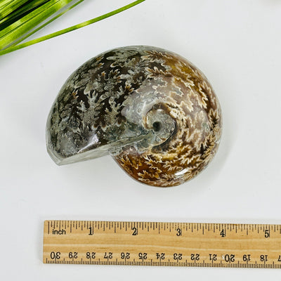 ammonite fossil next to a ruler for size reference