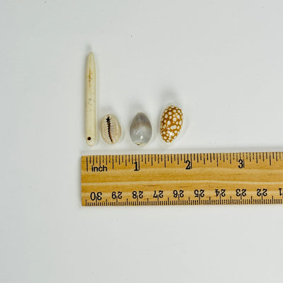 4 shells next to a ruler for size reference