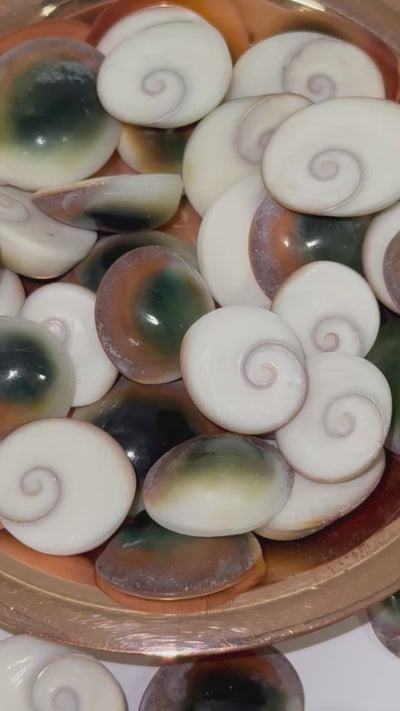 Cat's Eye Operculum Shell