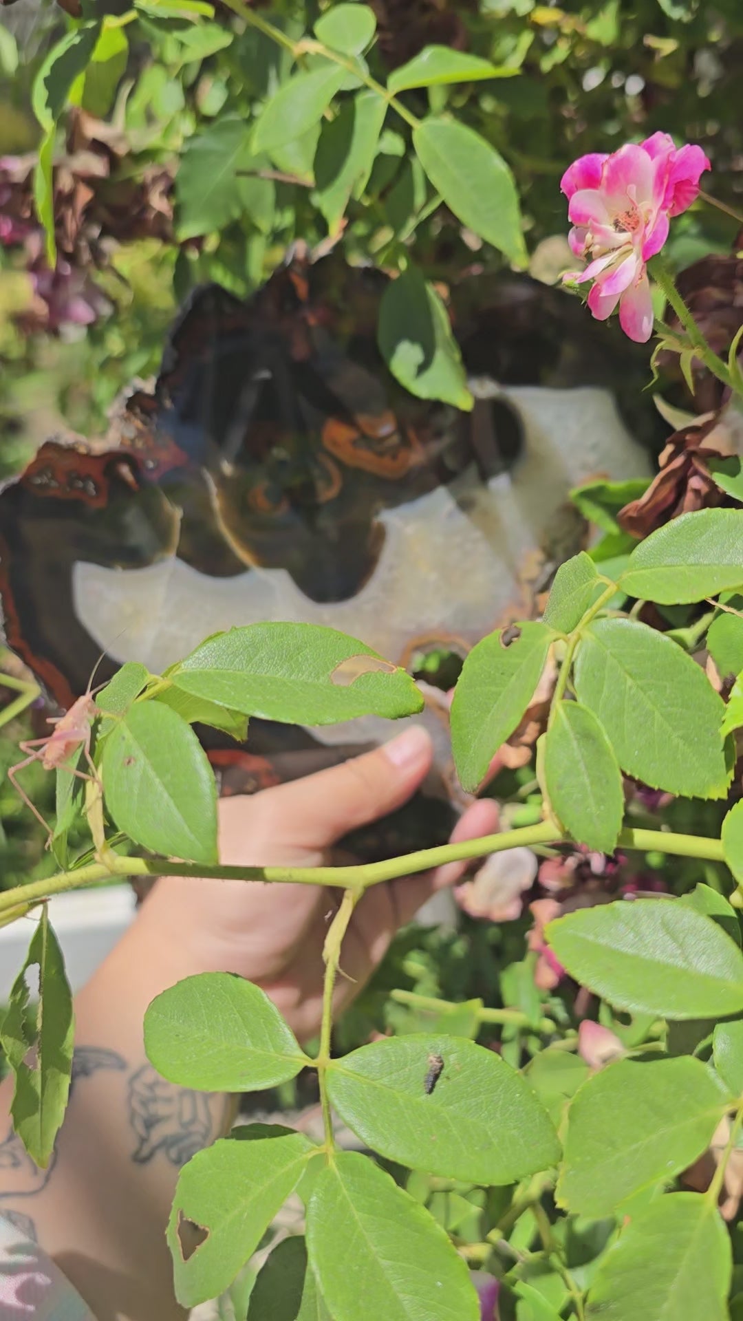 Agate Crystal Slice - Spooky Face Agate Slice - Halloween Decor - One-of-a-Kind video showing hand holding agate slice and playfully emerging it from behind a bush