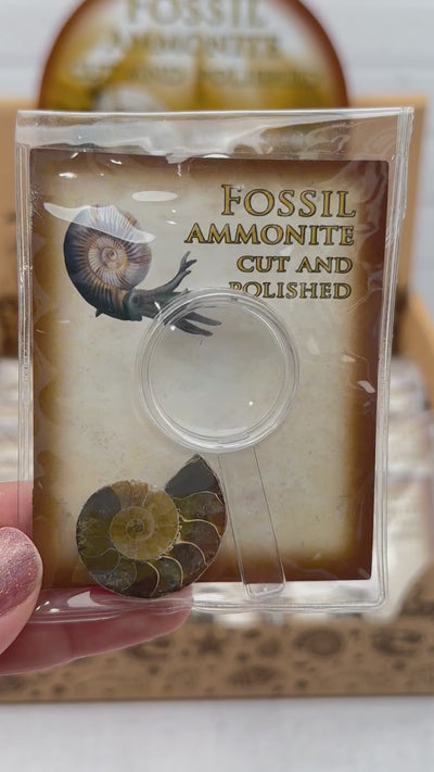 Ammonite Fossil - Cut and Polished Fossil with Magnify Glass