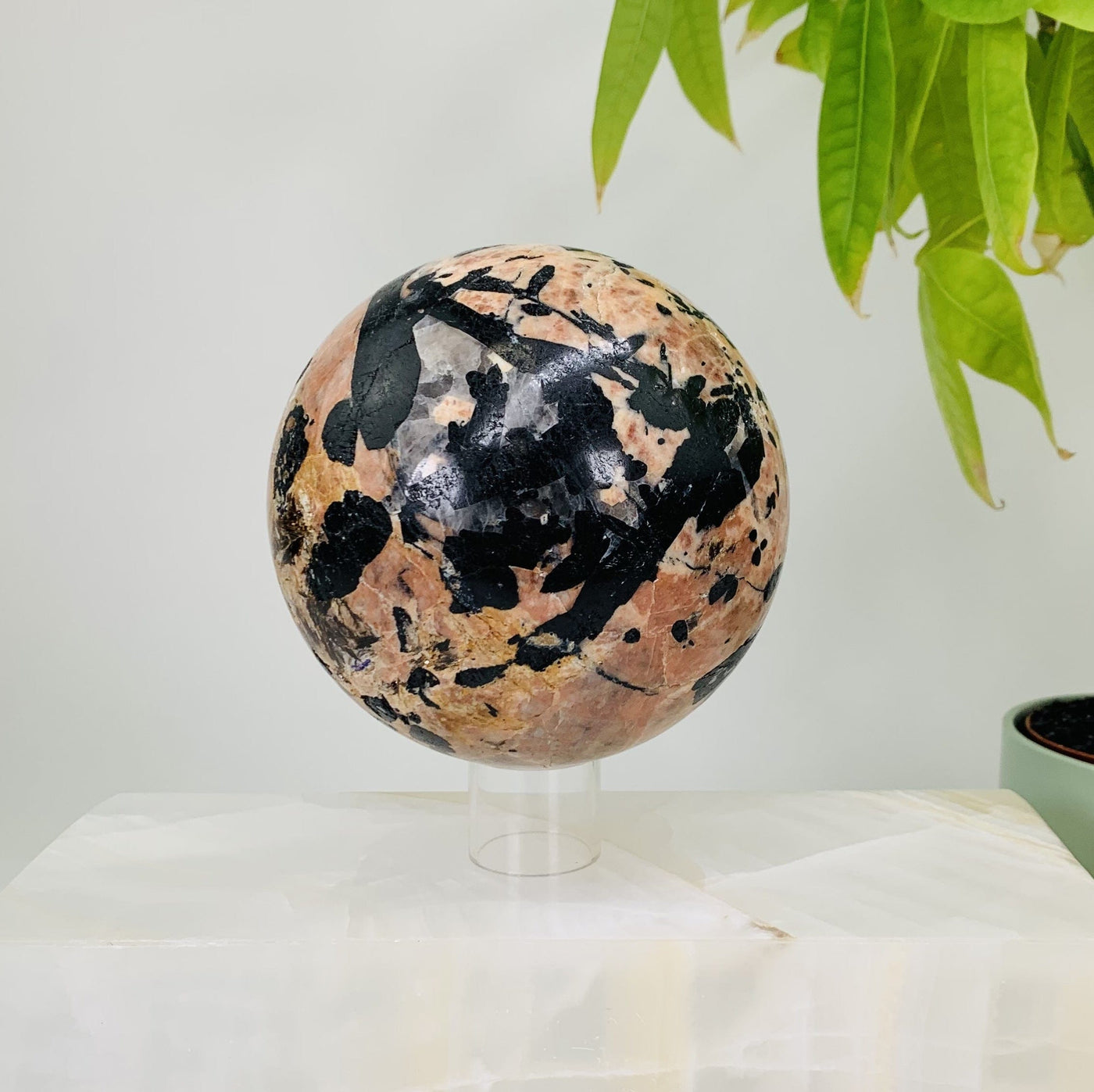 Picture of the Front side of Black tourmaline with feldspar sphere, Picture is mainly focusing on the Black tourmaline formations in the sphere. The sphere is also being displayed on a white back ground next to a green natural plant. 