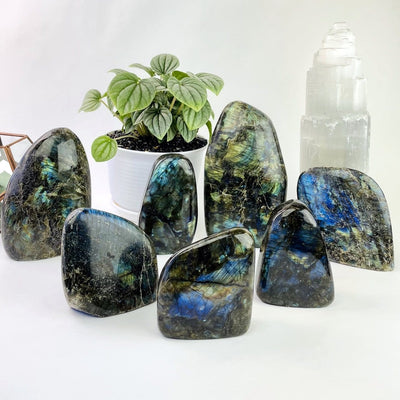 7 assorted gray labradorite cut bases with blueish green flash on a white background