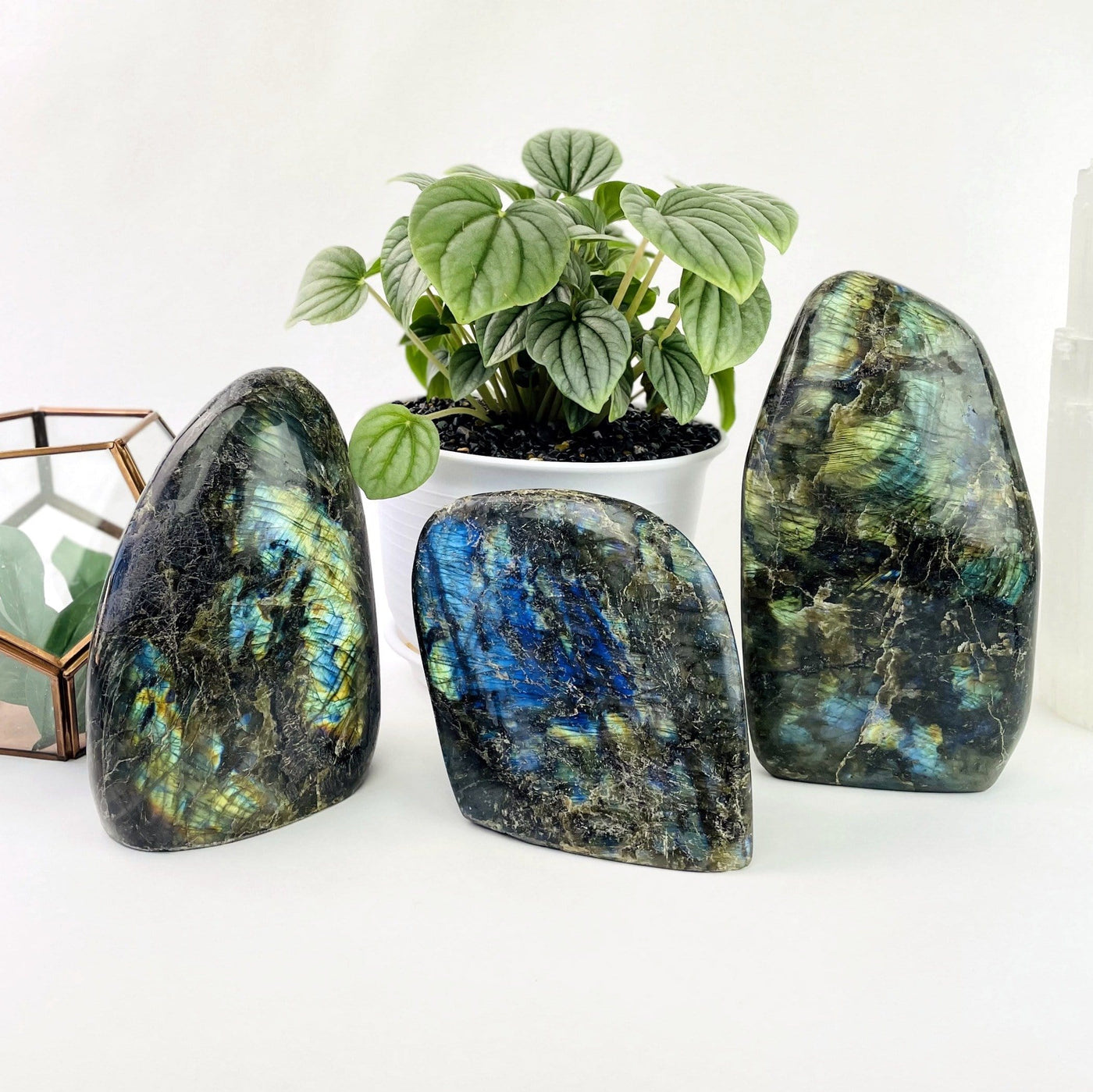 3 gray labradorite cut bases with blueish green flash on a white background
