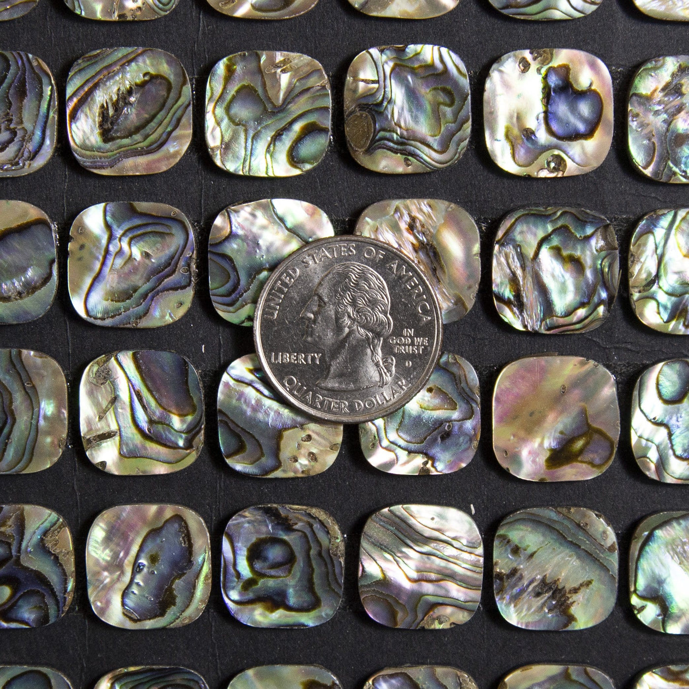 Multiple abalone squares shown with a quarter for size reference.
