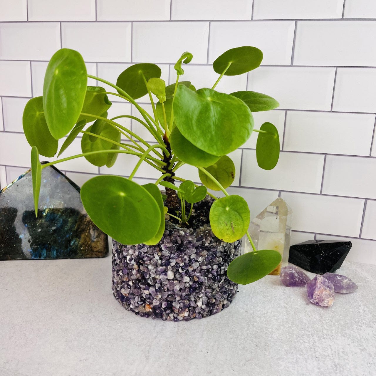 an amethyst holder with a plant in side