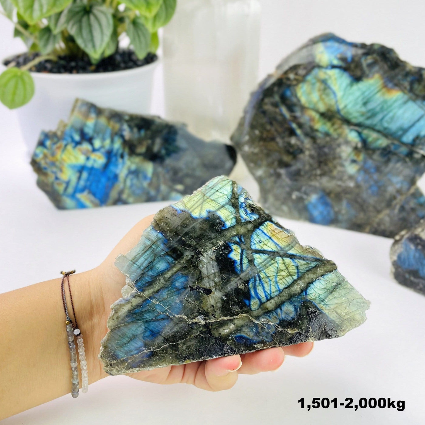 labradorite cut base in hand for size reference weight  in 1501-2000kg
