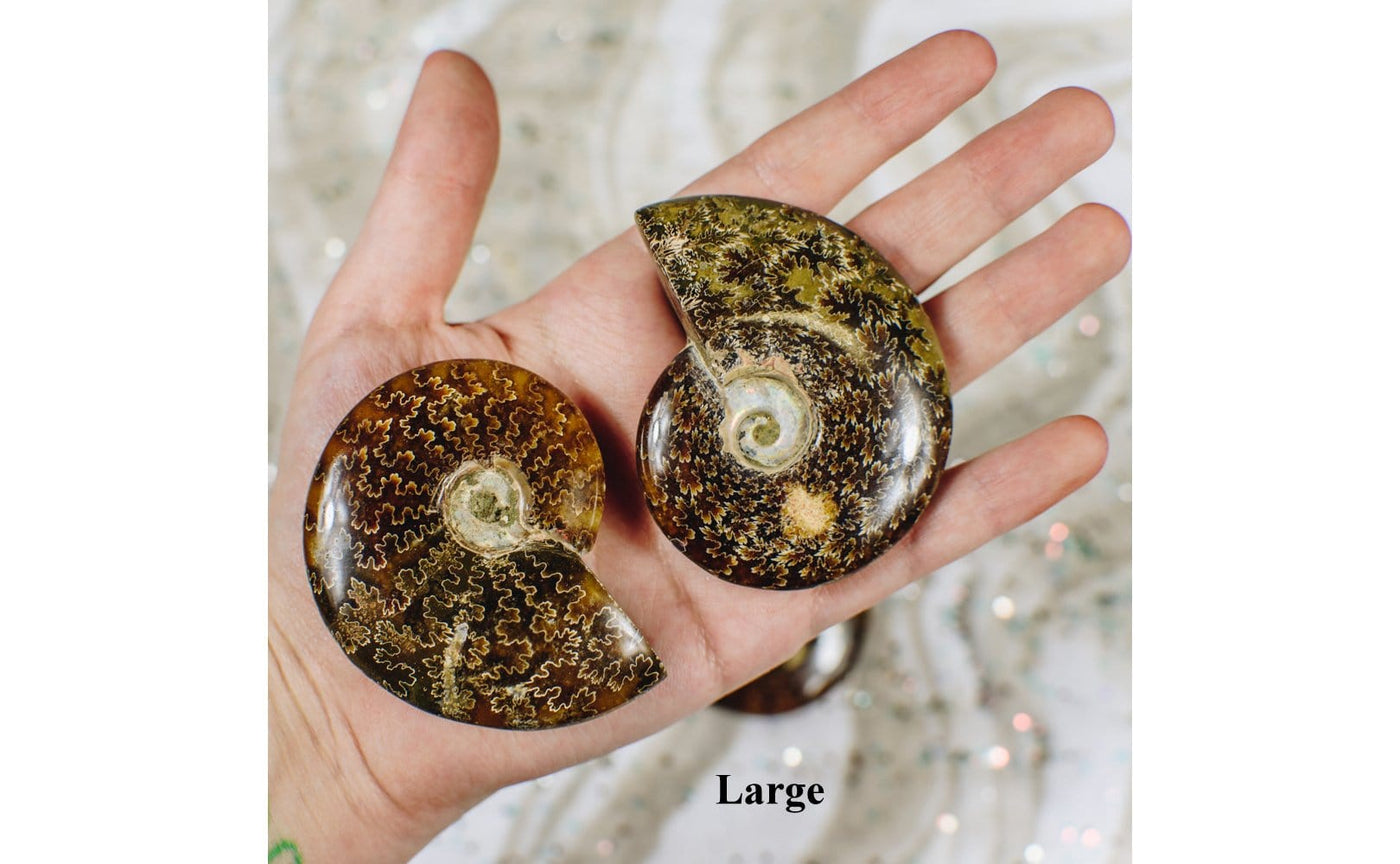 Ammonite Fossils - Large and Small  - 2 large in a hand