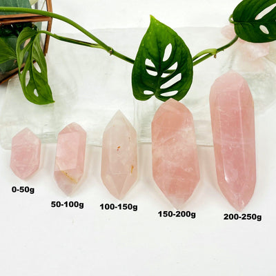 5 Rose Quartz Double Terminated Points of different weights and sizes lined up in front of a plant