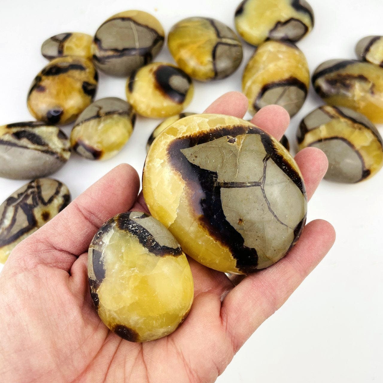 Septarian Tumbled Palm Stone in a hand to show size reference, smallest and largest sizes