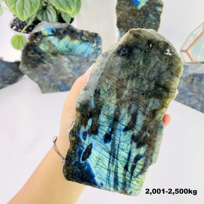 labradorite cut base in hand for size reference weight  in 2001-2500kg