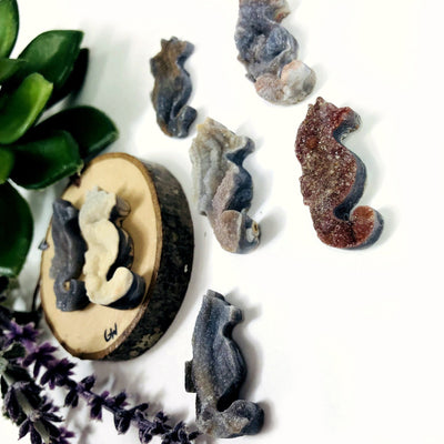 side view of chalcedony seahorses
