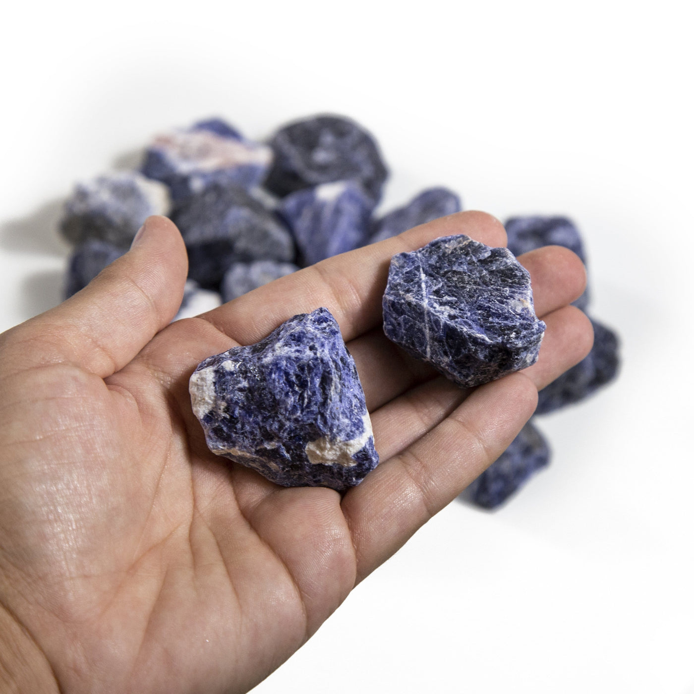 two sodalite rough stones in hand for size reference and possible variations with many others in a pile on white background