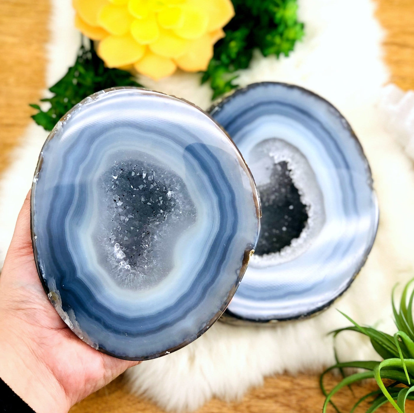 Large agate geode box open displaying the pattern and druzy, one half of the geode is in a hand. Plants in the background.