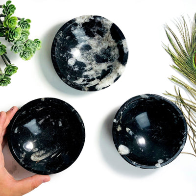 Orthoceras Polished Bowls with hand for sizing