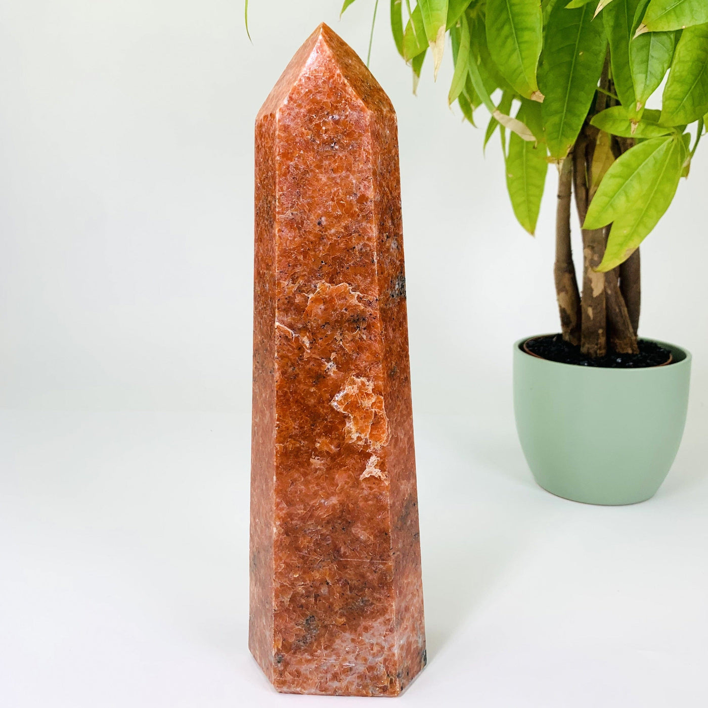 Front side picture of orchid calcite tower point, the orchid calcite point is also being displayed on a white background next to a natural green plant. 