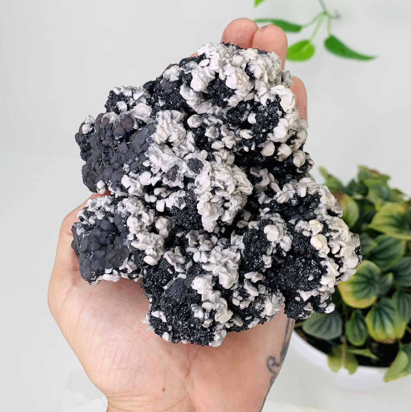Close up Picture Of the top of goethite cluster, goethite bubbly formations are being focused into. The goethite cluster is also being held for size reference and is being displayed on a white background next to a green natural plant.