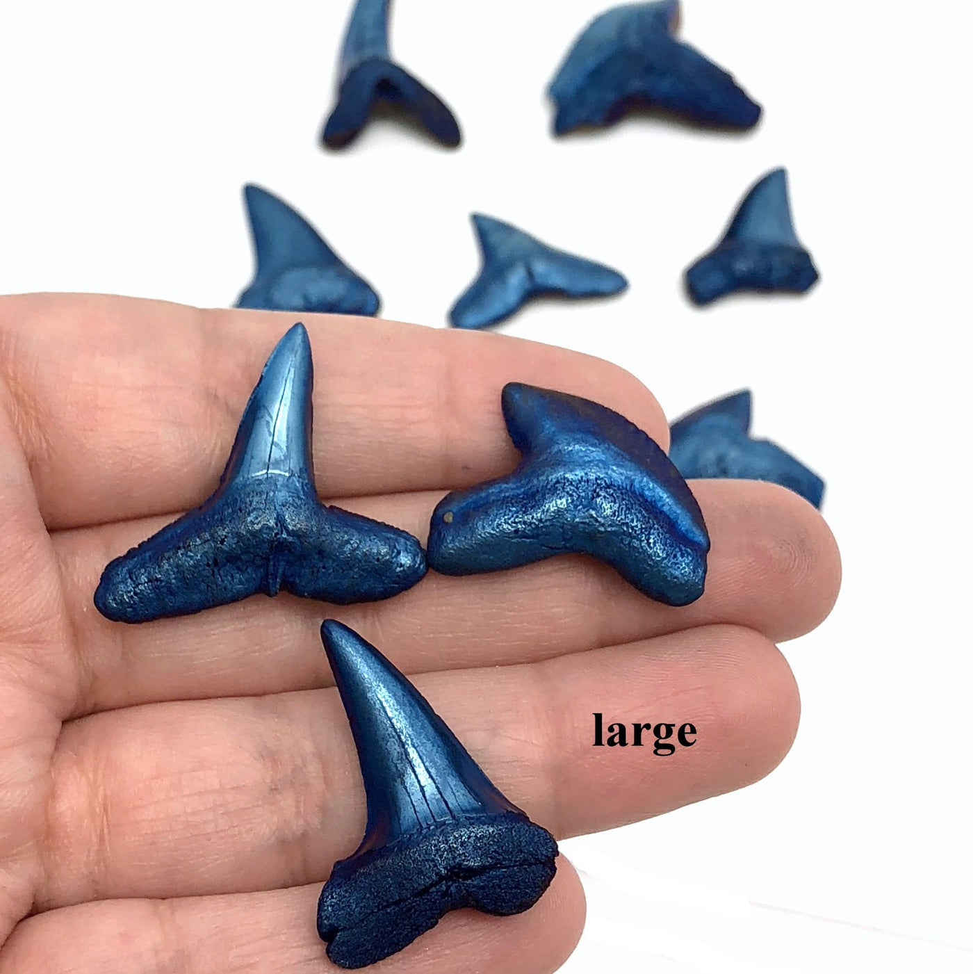Hand holding up 3 large titanium shark teeth on blurred white background