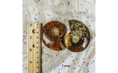 Ammonite Fossils - Large and Small  - 2 large next to a ruler