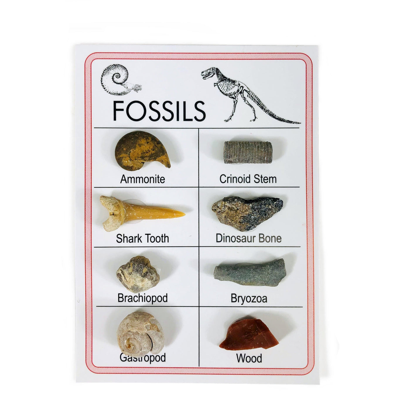Fossil Specimen Cards - Variety of Fossils on it, showing names of each