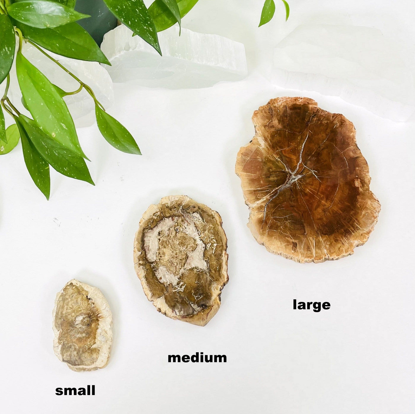 Three Petrified Wood Slabs in sizes small, medium, and large  on a white background