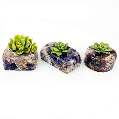 3 Chevron Amethyst Polished Candle Holders with succulents in them