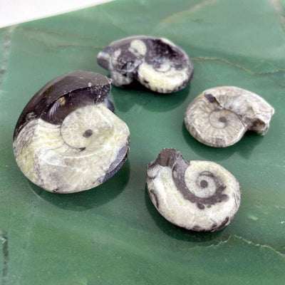 ammonite fossils - 4 on a table