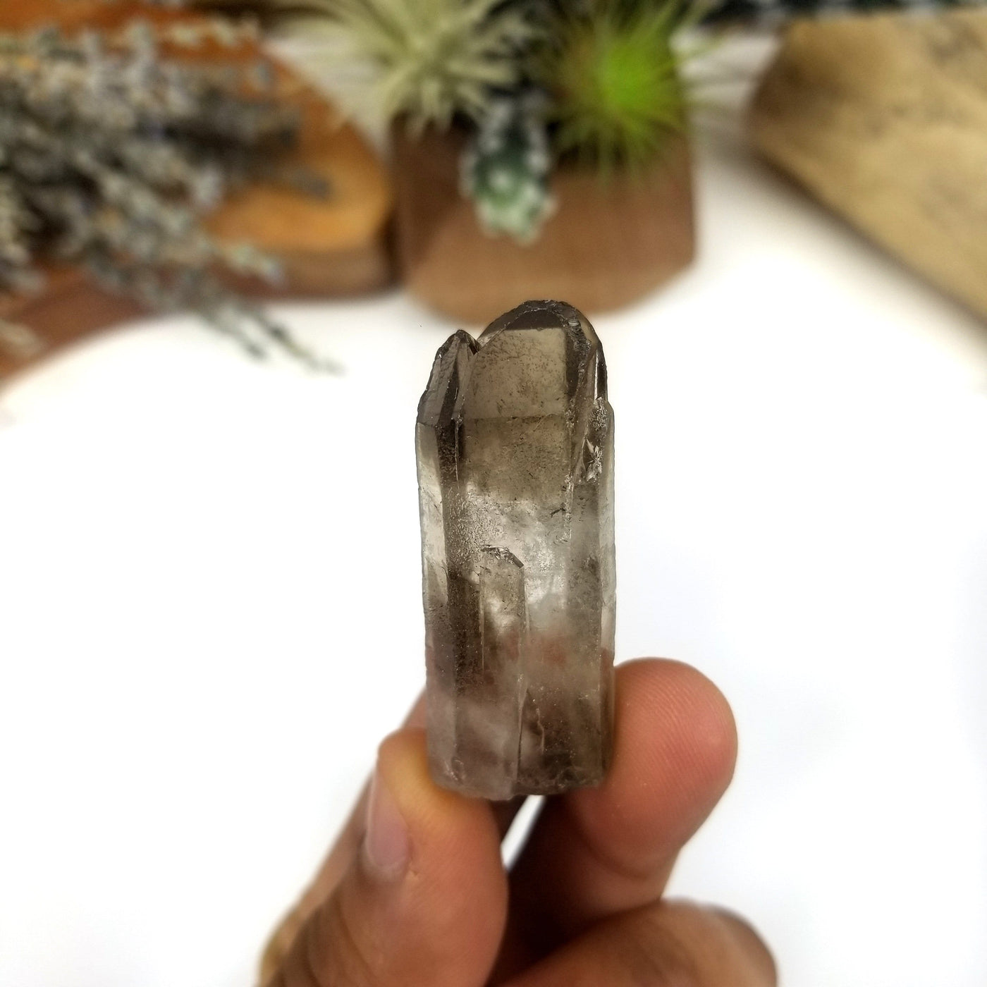 close up of one smokey quartz raw point in hand for size reference and details