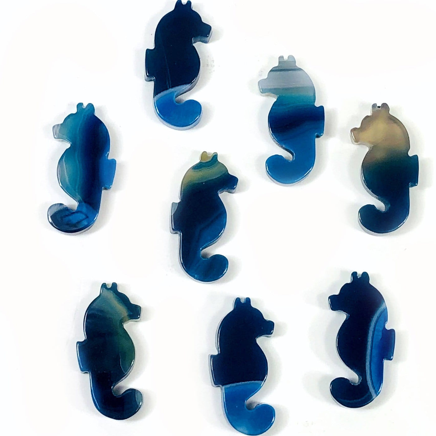 Top view Picture of Blue agate Seahorses.