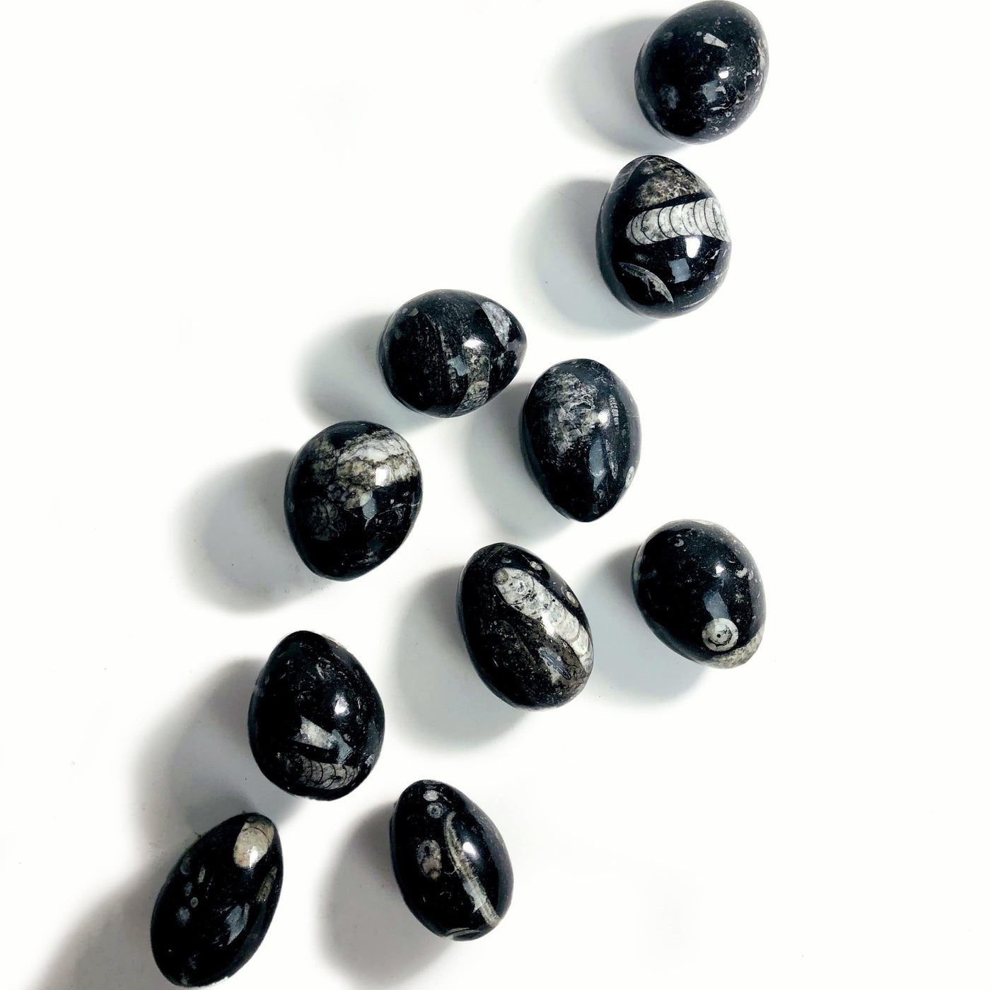 10 Orthoceras egg stones scattered on white background
