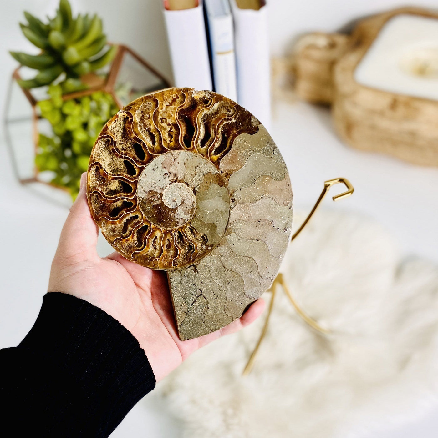 ammonite in a hand