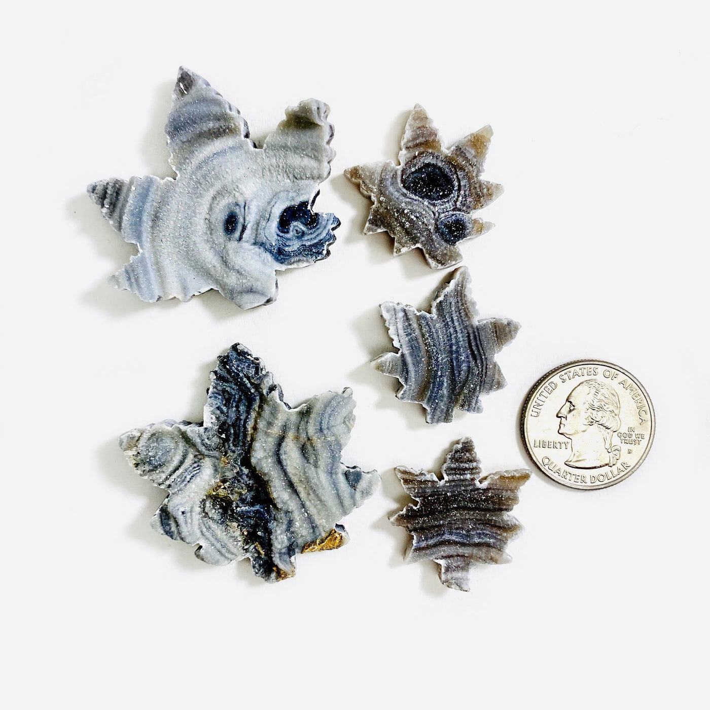 all sizes of chalcedony leaf shapes next to a quarter